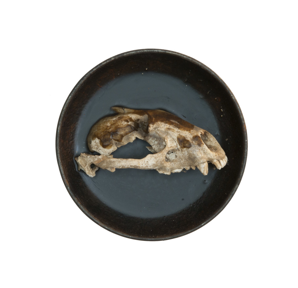 Saikuru VII, (verkocht) 2013, staal, schedel, was 14x14x6 